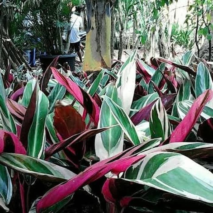 Tanaman Hias Kalatea Meranti Bali