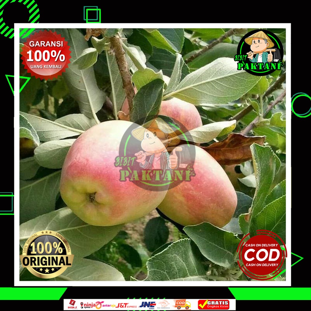 Bibit Pohon Apel Anna