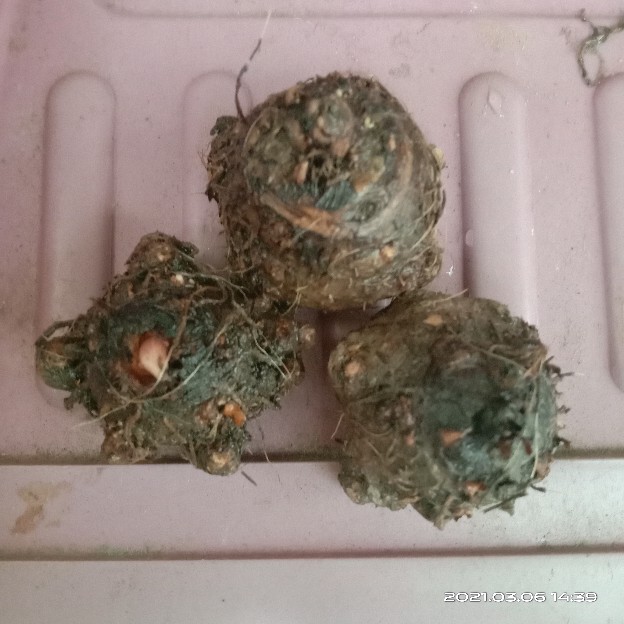 Cladium White Qween Bonggolan