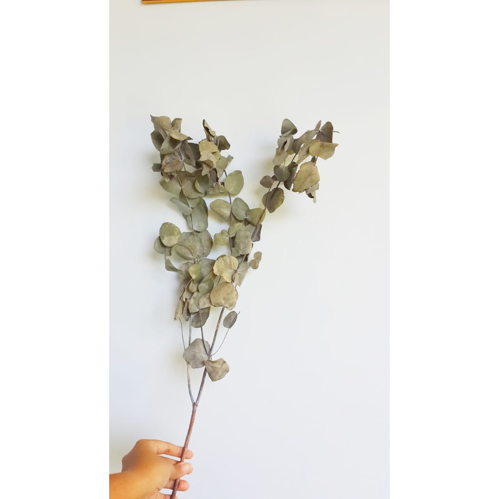Dried Eucalyptus Cinerea 1 Batang + Cabang | Daun Kering