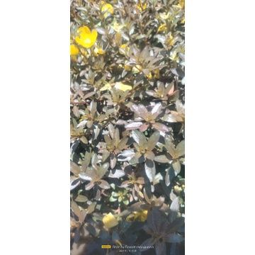 Ludwigia inclinata brown