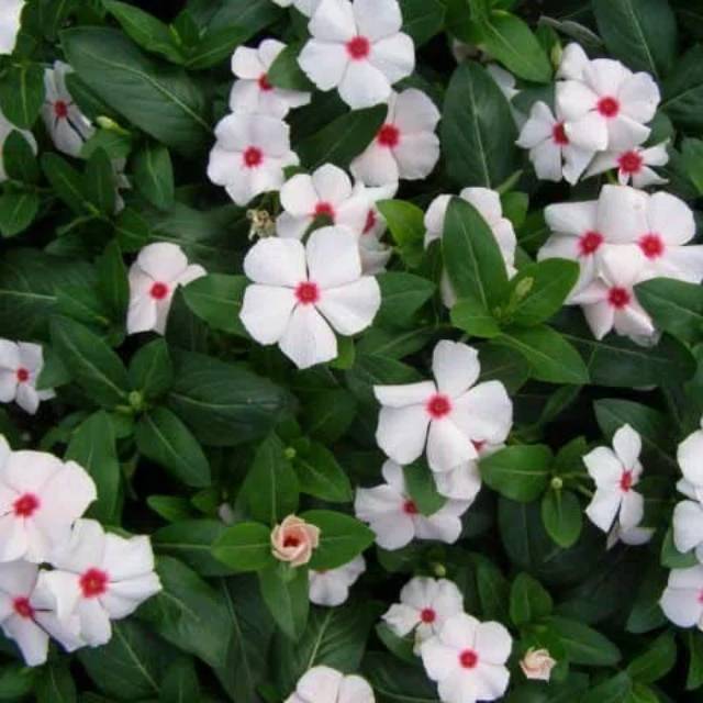 Jual Benih Vinca White Peach Biji Bunga Tapak Dara Shopee Indonesia