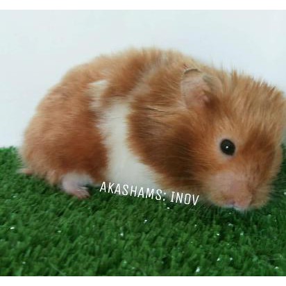 Hamster Syrian Satin (Gosend)