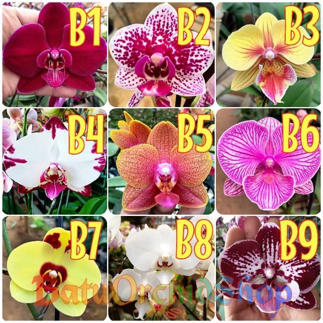 Bibit Anggrek Bulan - Seedling Hybrid Taiwan