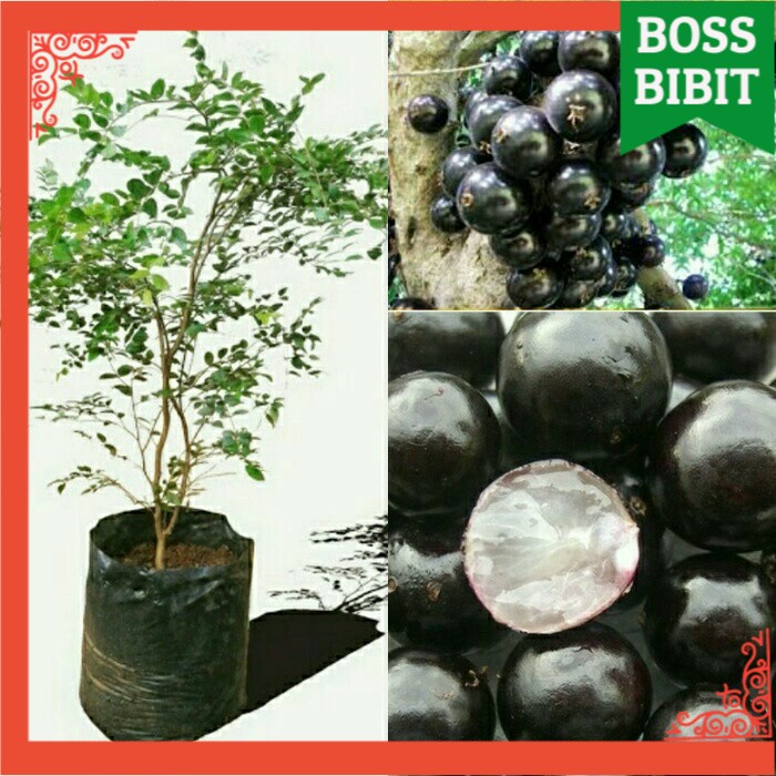 ID BIBIT ANGGUR POHON BRAZIL 1 METER / BRASI / SABARA / PRECO / ANGGUR POHON