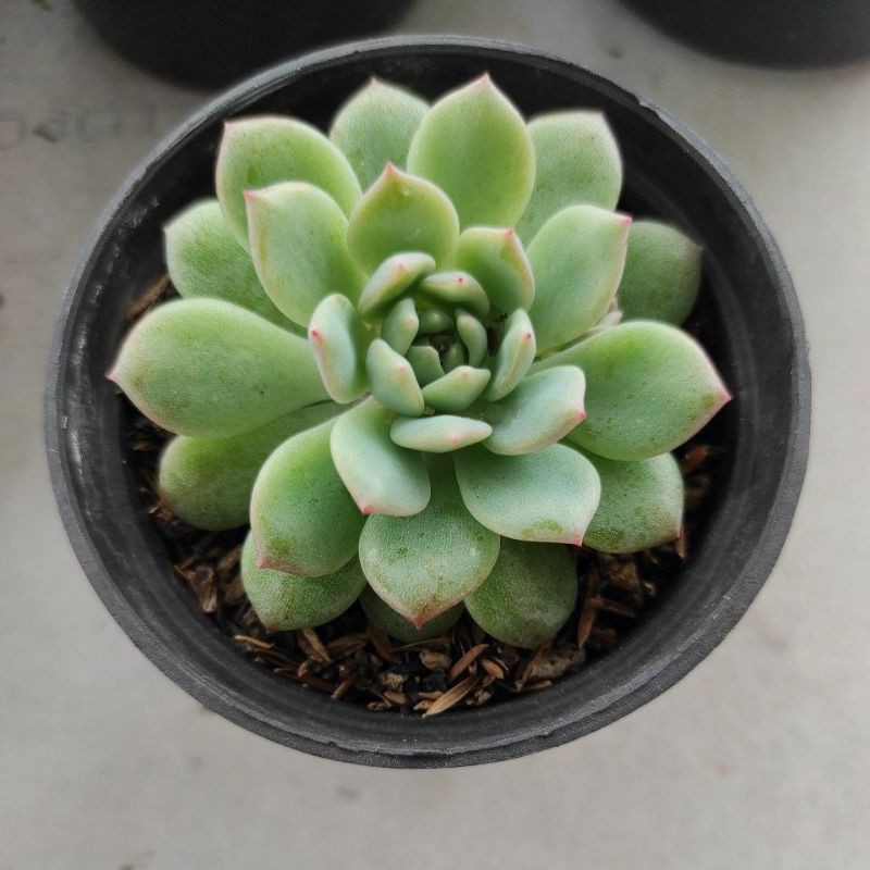 Kaktus Sukulen Echeveria Prolifica