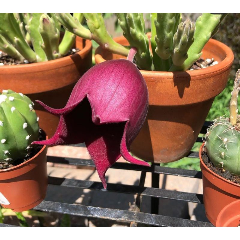 Sukulen Kaktus Rare Item Langka Import Bunga Unik