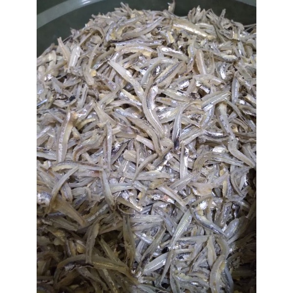 

ikan teri jengki bulat