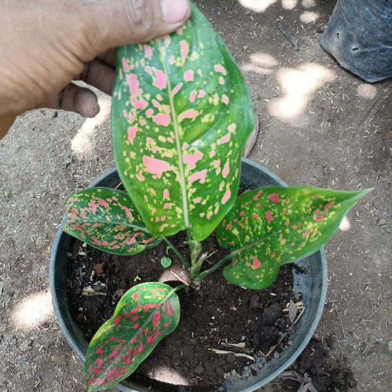 aglonema red pinus