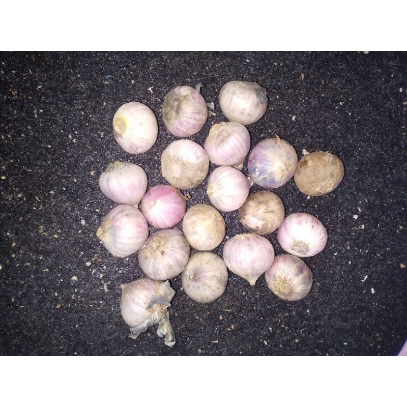 

bawang putih tunggal 1 kg