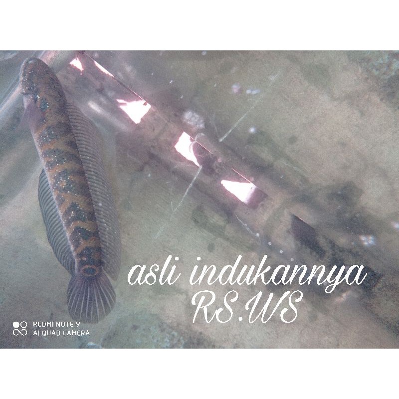 channa asiatica rsws 2-3 cm