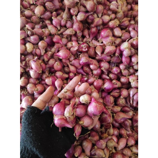 

ready bawang merah lokal kemasan 1kg