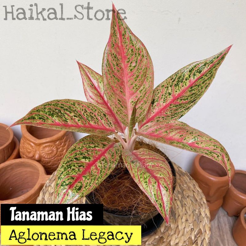 Tanaman Hias Aglonema Legacy / aglonema legacy