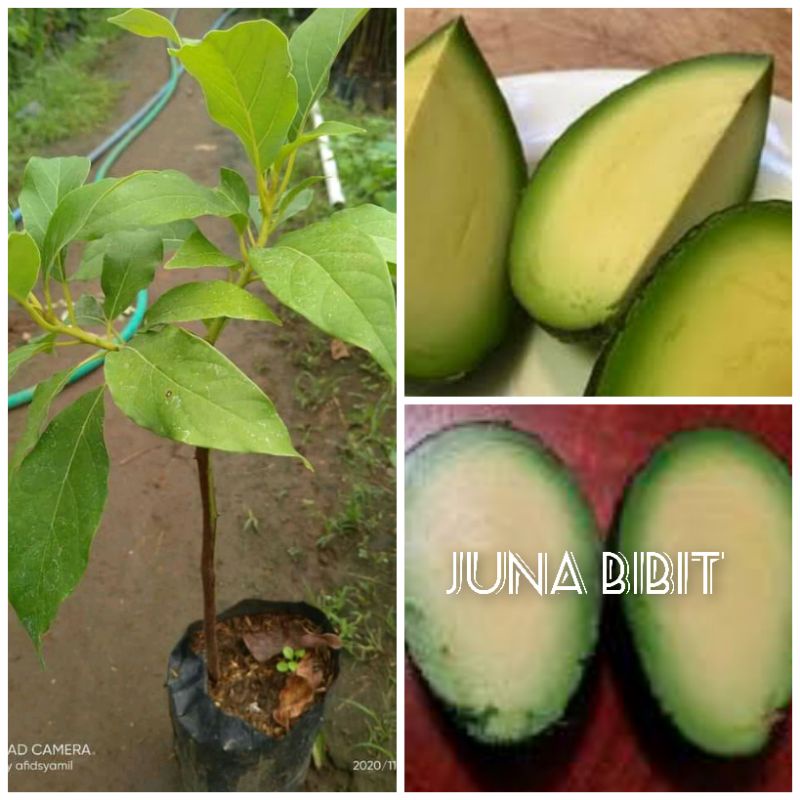 bibit buah alpukat seedless tanpa biji OKULASI