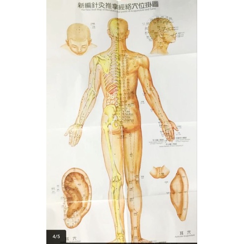 Poster Akupuntur / Acupuncture Meridians Map / Gambar Dinding Akupuntur Tuina Set