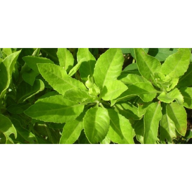 

Daun Beluntas | Kering | 500gr