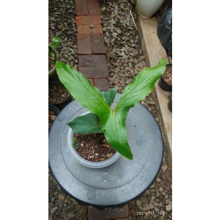 cyrtosperma hambalii