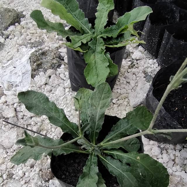 

Daun tapak Liman segar 1 kilo ( pesan baru petik)