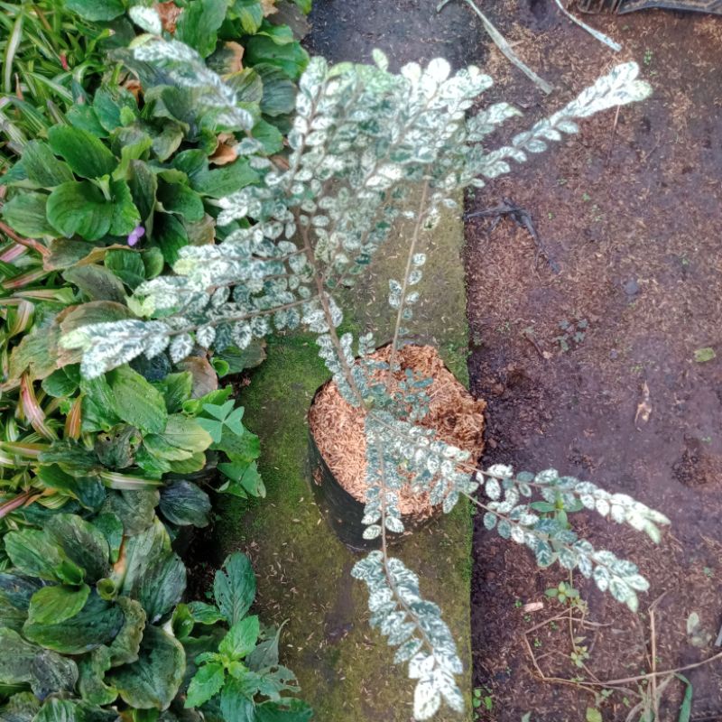 tanaman ulmus varigata/bahan bonsai