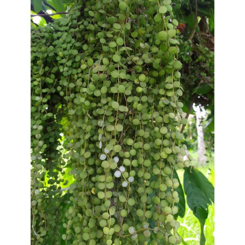 tanaman hias hoya dischidia numularia Rimbun banget