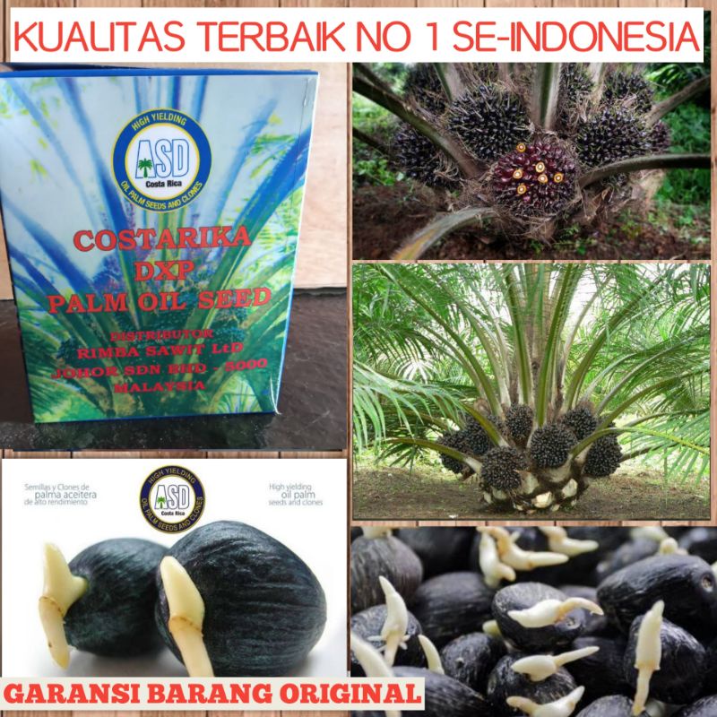 Bibit benih Kecambah Sawit Costa Rika kualitas super unggul Bibit Benih Kelapa Sawit costarika benih