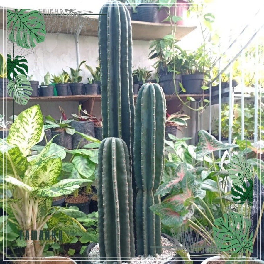 Kaktus koboi tinggi besar isi 3 pohon (Tinggi 1 meter lebih)