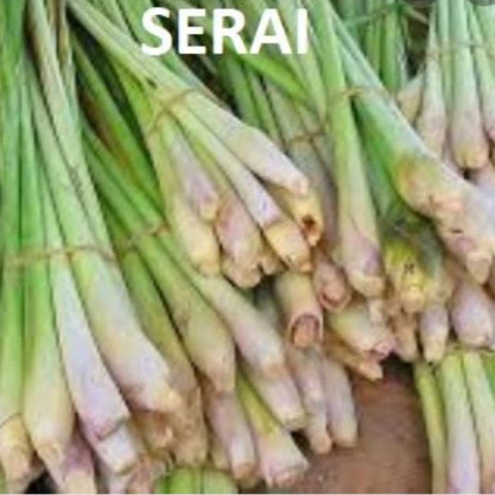 

sereh serai segar