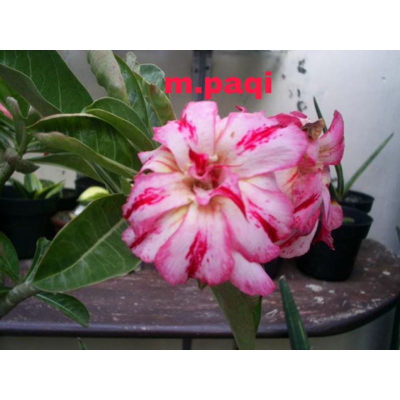 

Kamboja hias adenium tripingg(bibit)