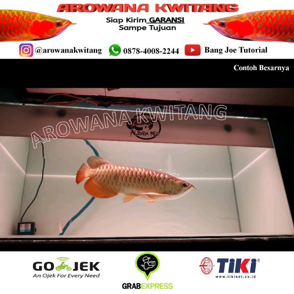 Ikan Arwana Golden Red - Arowana Golden Red RTG size 10cm ...