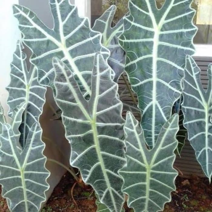 Tanaman Hias Keladi Amazon - Alocasia Amazon