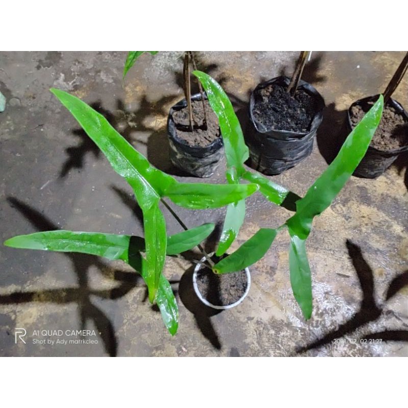 alocasia sp trigina