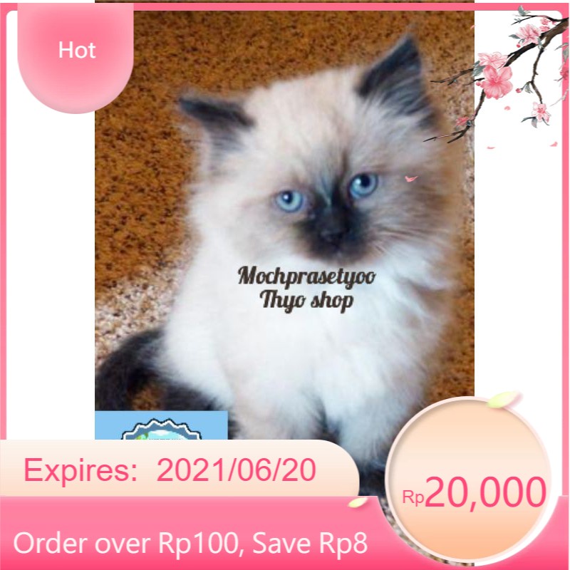 Jual kucing Persia Himalaya ragdoll / kucing anggora / kucing jantan Jakarta / kucing betina / cek video | Shopee Indonesia