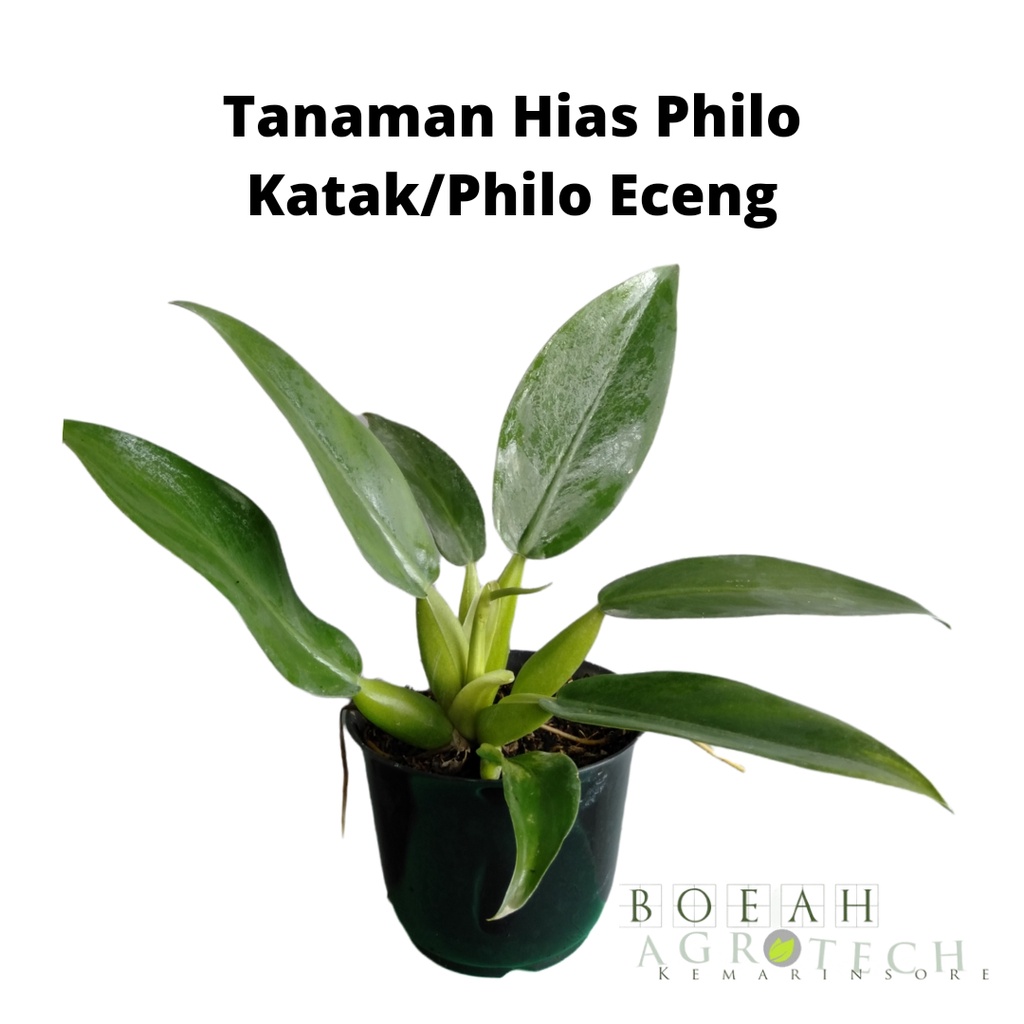 Tanaman Hias Philo Katak/Philo Eceng Tanaman Indoor