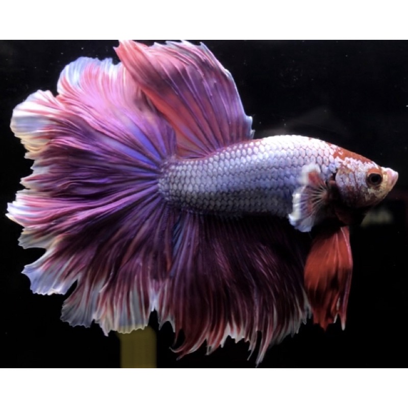 Hm rosetail Lavender