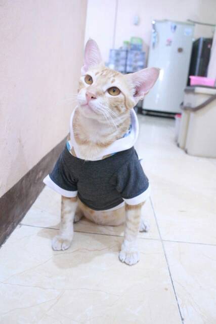 Kaos hoodie abu-abu tua lucu untuk kucing dan anjing / baju kucing murah size S M L XL