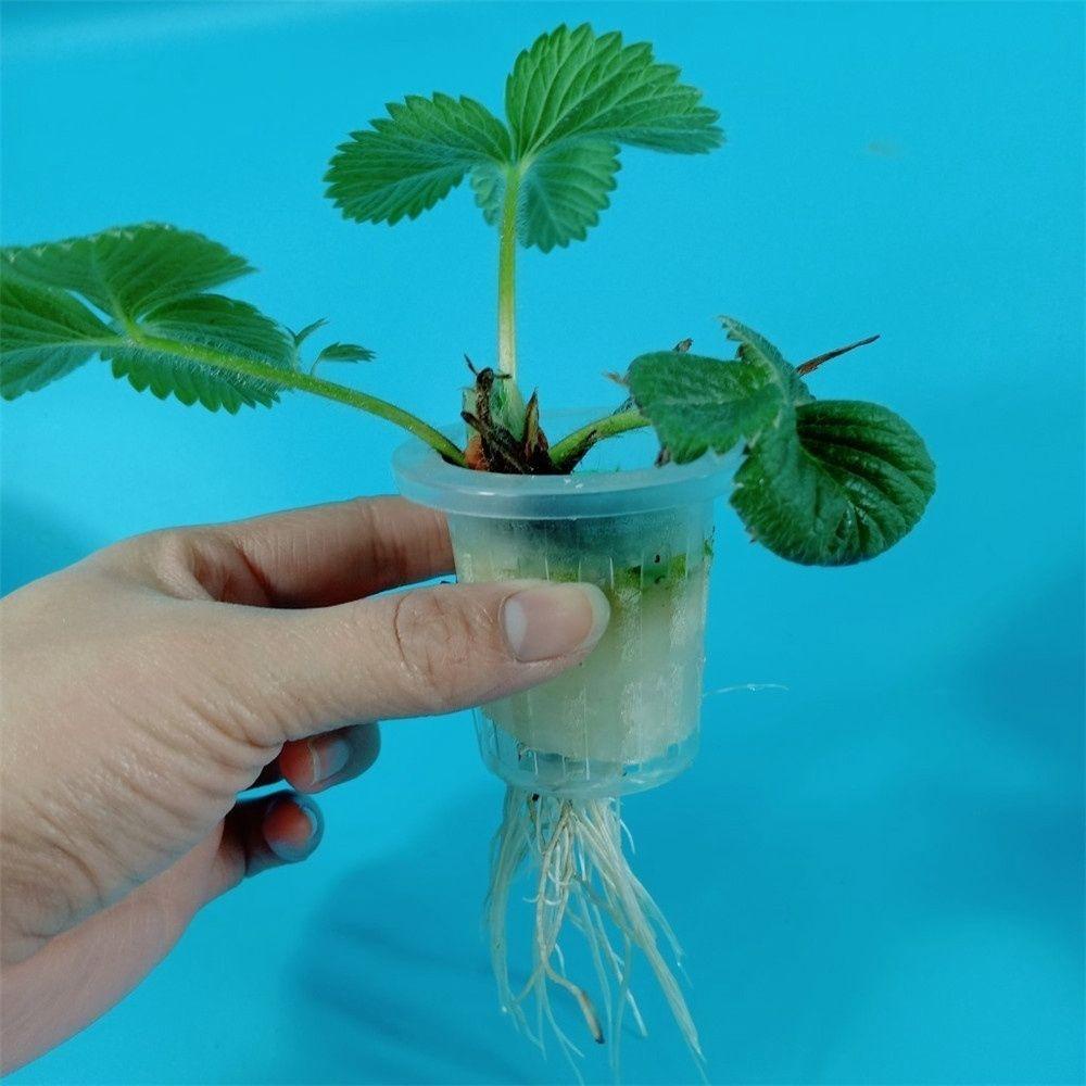 NICKOLAS1 Mesh Pot 50Pcs Clone Tanam Grow Hidroponik Koloniisasi Tanpa Tanah Keranjang Tanaman