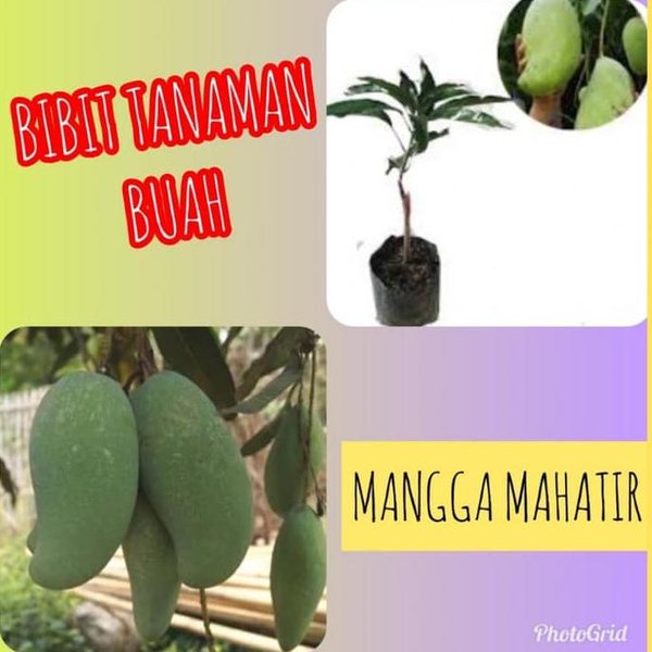 LAGI VIRAALL Gprs Bibit Tanaman Buah Mangga Mahatir TOP MARKOTOP