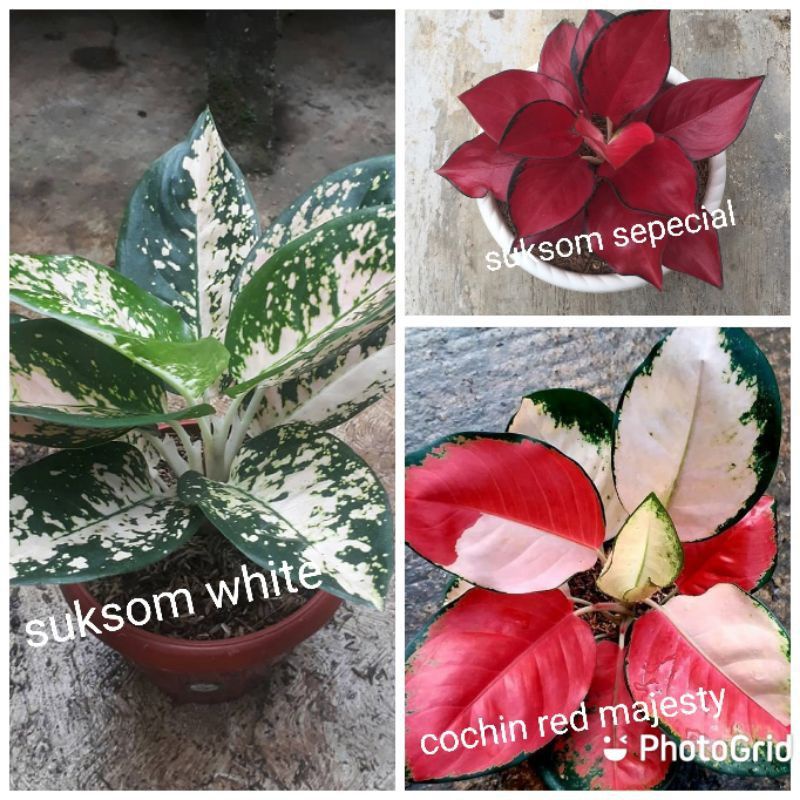 3Paket Hemat Baby Aglonema - Aglonema Suksom White Aglonema Suksom Red Aglonema Sepesial