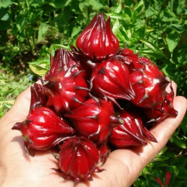 

1kg Bunga Rosela Rosella 1 kg Kering Segar Basah Kualitas Premium buat teh grade A