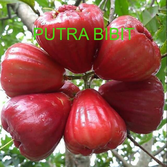 Bibit jambu air dalhari Tanaman jambu air