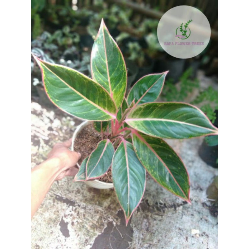 Tanaman Hias Aglonema Lipstik Puding indukan - aglonema lipstik klasik - lipstik pink