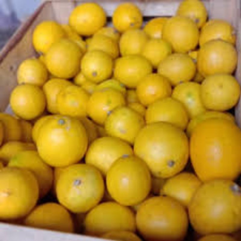 

JERUK CALIFORNIA/KUNING/NIURAME