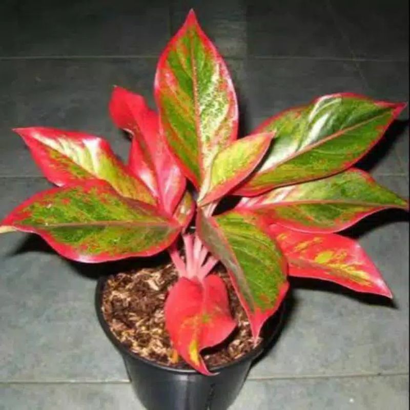 bunga aglonema paket 10 pohon