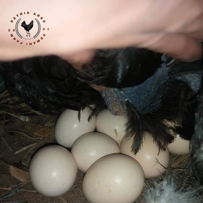 TELUR AYAM CEMANI LIDAH HITAM/TELUR CEMANI FERTILE/TELUR AYAM CEMANI/TELUR TETAS/AYAM HIAS