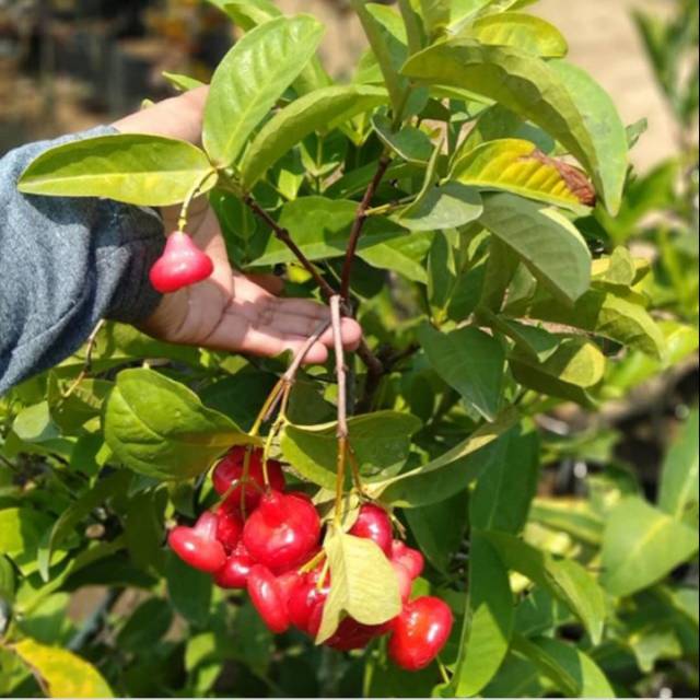 

Jambu kancing super unggul