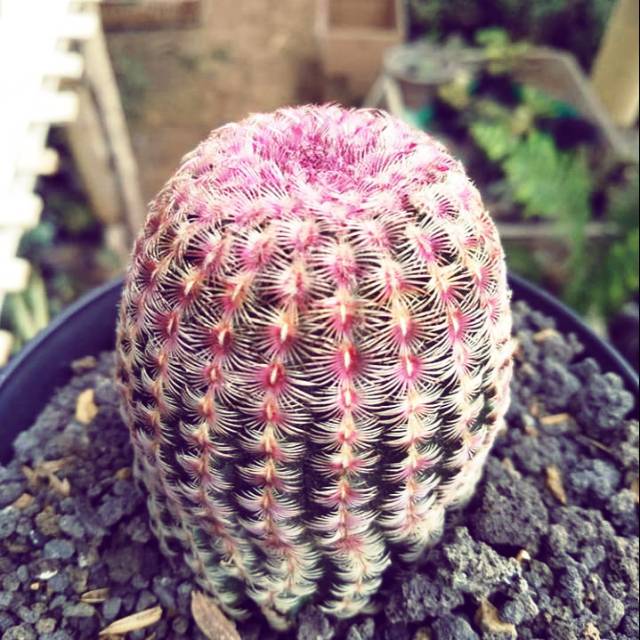 TANAMAN HIAS KAKTUS, KAKTUS, TANAMAN KAKTUS