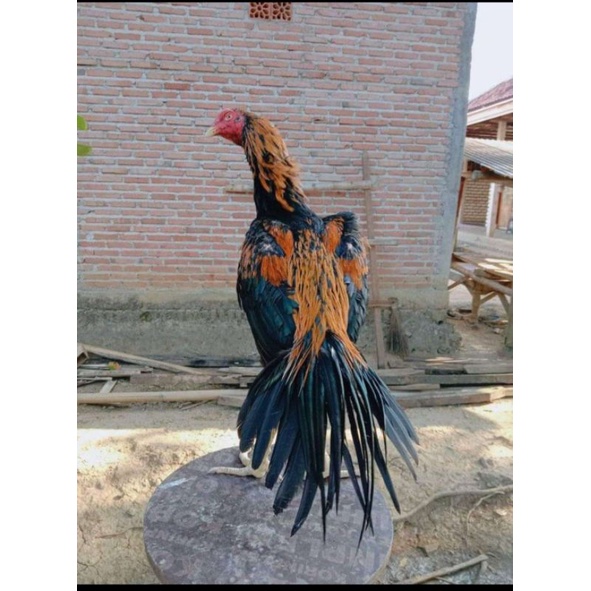 Ayam Bangkok clasik ekor lidi(telur fertill)
