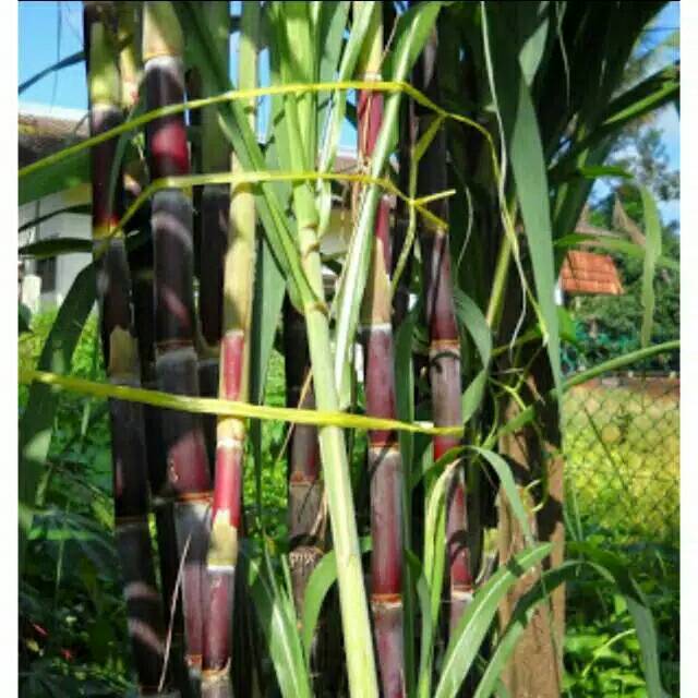 

Tebu merah 1kg