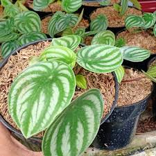 tanaman hias peperomia (water melon) - tanaman daun paperomia bergaransi