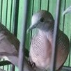 Burung perkutut lokal katuranggan Pancoran mas